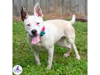 Adopt Dandi a White - with Tan, Yellow or Fawn Pit Bull Terrier / Mixed dog in