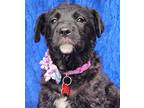 Adopt Fifi Curly a Black Retriever (Unknown Type) / Terrier (Unknown Type