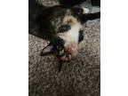 Adopt Giulia a Tortoiseshell American Shorthair / Mixed (short coat) cat in