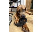 Adopt Scooby a Red/Golden/Orange/Chestnut Bullmastiff / Mixed dog in Riverside