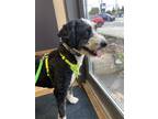 Adopt Cosette a Black - with White Bernese Mountain Dog / Poodle (Standard) /