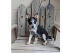 Adopt Rome a Tricolor (Tan/Brown & Black & White) Australian Cattle Dog / Mixed