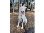 Adopt Eevee a White Husky / German Shepherd Dog / Mixed dog in Cypress