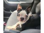 Adopt Sydney a Black - with White Boston Terrier / Mixed dog in Huntington