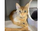 Adopt Simba a Domestic Shorthair / Mixed cat in Sheboygan, WI (41509059)