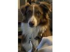 Adopt Kruze a Red/Golden/Orange/Chestnut - with White Australian Shepherd /