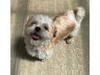 Adopt Toby Keith a White - with Red, Golden, Orange or Chestnut Shih Tzu /