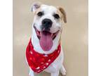 Adopt Silo a American Pit Bull Terrier / Mixed dog in Des Moines, IA (41509033)