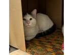 Adopt Ivan -- Bonded Buddy With Isaac a Domestic Shorthair / Mixed cat in Des