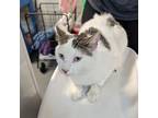 Adopt Isaac -- Bonded Buddy With Ivan a Domestic Shorthair / Mixed cat in Des
