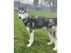 Adopt Millie a White - with Gray or Silver Husky / Mixed dog in Athens