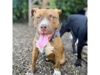Adopt Sandia a Red/Golden/Orange/Chestnut American Pit Bull Terrier / Mixed dog