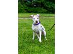 Adopt Scarlet a American Pit Bull Terrier / Mixed dog in Vancouver