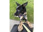 Adopt Luna a Black - with White Border Collie / Blue Lacy/Texas Lacy / Mixed dog