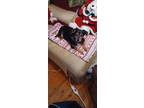 Adopt Peanut a Black - with Tan, Yellow or Fawn Miniature Pinscher / Mixed dog