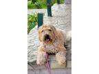 Adopt Maggie loves to cuddle a Tan/Yellow/Fawn - with White Wheaten Terrier /