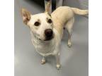 Adopt Snow Flower a Siberian Husky / Australian Cattle Dog / Mixed dog in
