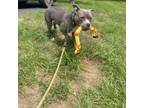 Adopt Loki a Gray/Blue/Silver/Salt & Pepper American Staffordshire Terrier /
