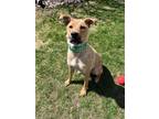Adopt Martha a Tan/Yellow/Fawn - with White Mixed Breed (Medium) / Mixed dog in