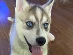 Adopt Lynney a Black - with Tan, Yellow or Fawn Husky / Mixed dog in