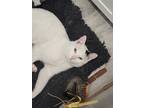 Adopt Topo a White (Mostly) American Shorthair (short coat) cat in Brooklyn