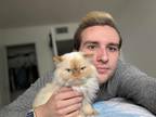 Adopt Luma a Orange or Red Persian / Mixed (long coat) cat in Las Vegas