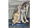 Adopt Buddy a White - with Gray or Silver Husky / Mixed dog in Athens