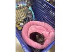Adopt Keke a Tiger Striped Tabby / Mixed (long coat) cat in Loganville