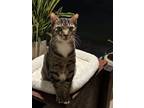 Adopt Neville a Gray, Blue or Silver Tabby Domestic Shorthair / Mixed (short