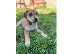Adopt Frappuccino a Tan/Yellow/Fawn English Cocker Spaniel / Mixed dog in La