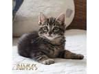 Adopt Ramses a Brown Tabby Domestic Shorthair (short coat) cat in Great Mills