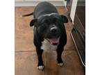 Adopt Dora a Black - with White Terrier (Unknown Type, Medium) / Mixed dog in