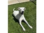 Adopt PONGO a American Staffordshire Terrier / Mixed dog in Midwest City