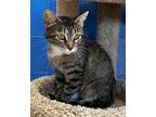 Adopt Princess Peach a Domestic Shorthair / Mixed (short coat) cat in Logan