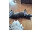 Adopt Dusse a Black Cane Corso / Mixed dog in Louisville, KY (41508677)