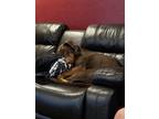 Adopt Izzy a Red/Golden/Orange/Chestnut Doberman Pinscher / Mixed dog in