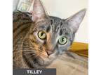 Adopt Tilley a Brown Tabby Domestic Shorthair (short coat) cat in Etobicoke