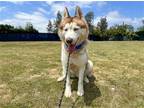 Adopt SABER a Red/Golden/Orange/Chestnut Siberian Husky / Mixed dog in Tustin