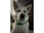 Adopt Tucker a White - with Gray or Silver Husky / Mixed dog in Athens