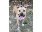 Adopt Lilith a American Pit Bull Terrier / Mixed Breed (Medium) / Mixed dog in