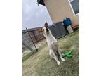 Adopt Diesel a White - with Brown or Chocolate Jack Russell Terrier / Mixed dog