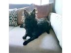 Adopt Abi a Black Cairn Terrier / Mixed dog in Tucson, AZ (41508656)