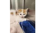 Adopt Benedict a Domestic Shorthair / Mixed (short coat) cat in Clinton