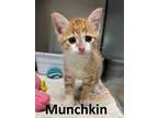 Adopt Munchkin a Orange or Red (Mostly) Domestic Shorthair / Mixed (short coat)