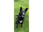 Adopt Paco a Black Feist / Retriever (Unknown Type) / Mixed dog in Westwood