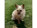 Adopt Dixie a White Cairn Terrier / Mixed dog in Tucson, AZ (41508268)