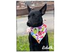 Adopt Lizbeth a Black Australian Kelpie dog in Maryville, TN (41477179)