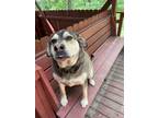 Adopt Zen a Tricolor (Tan/Brown & Black & White) Husky / Labrador Retriever /