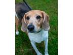Adopt Crunch/lady a Beagle / Hound (Unknown Type) / Mixed dog in Troy