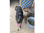 Adopt Roxy a Black - with White Mutt / Mixed dog in San Antonio, TX (41508296)